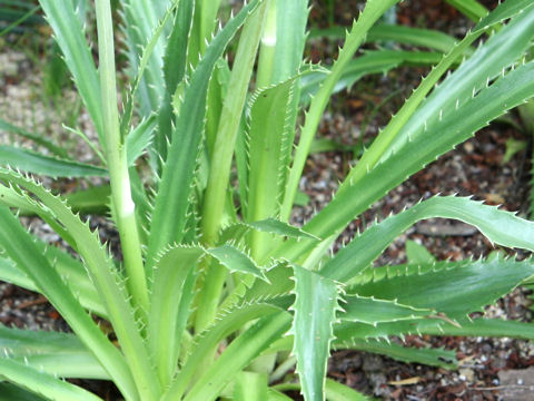 Eryngium agavifolium