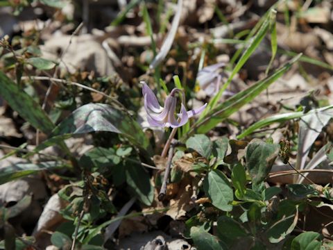 Erythronium albidum