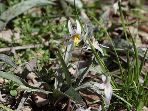 Erythronium albidum