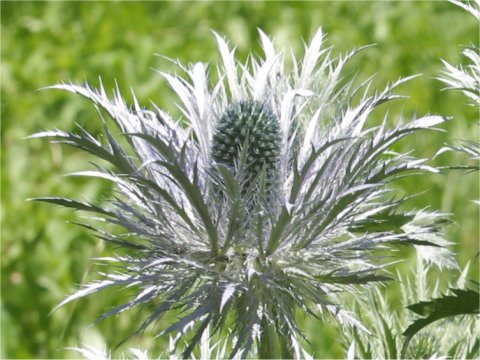 Eryngium alpinum