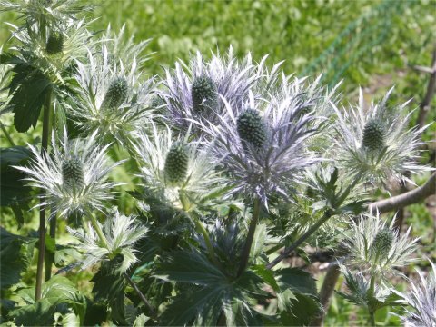 Eryngium alpinum