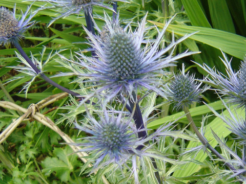 Eryngium alpinum