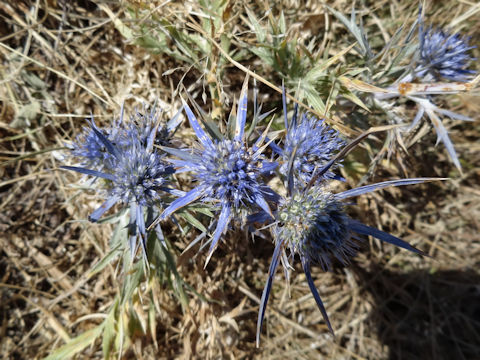 Eryngium amethystinum