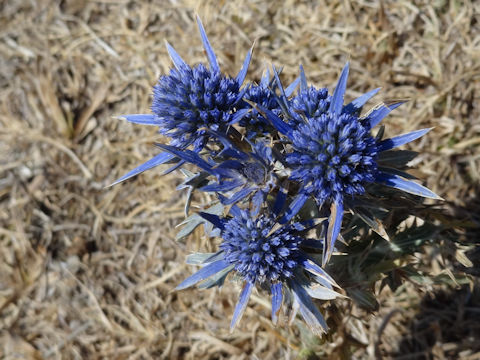 Eryngium amethystinum