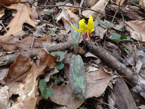 Erythronium americanum