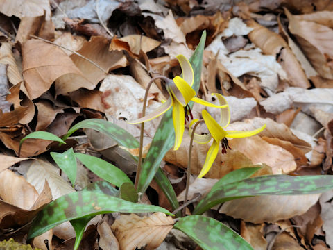 Erythronium americanum