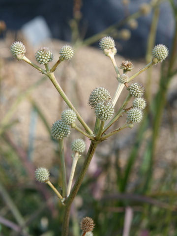 Eryngium eburneum