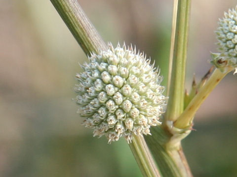 Eryngium eburneum