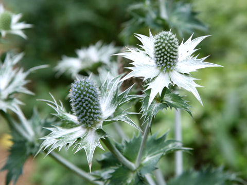 Eryngium giganteum