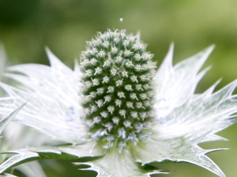 Eryngium giganteum