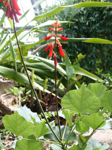 Erythrina humeana