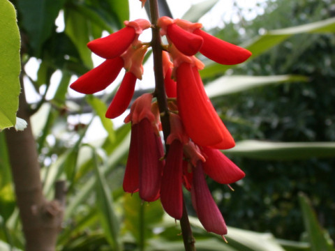 Erythrina humeana