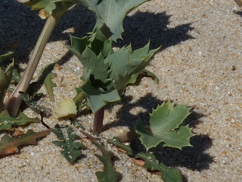 Eryngium maritimum