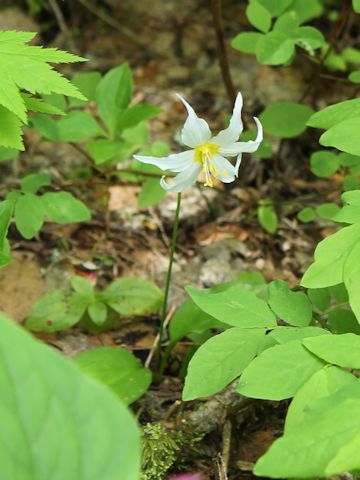 Erythronium montanum