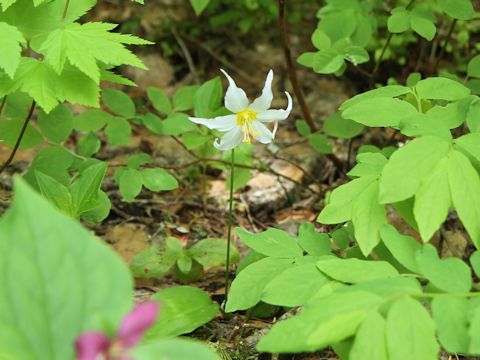 Erythronium montanum