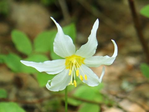 Erythronium montanum