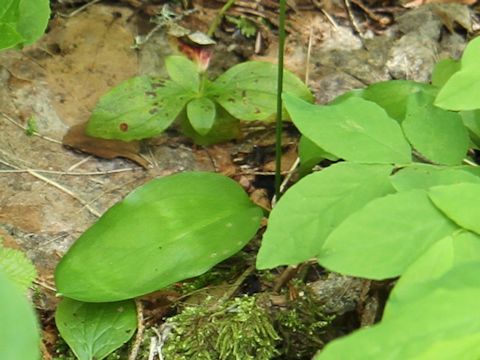 Erythronium montanum