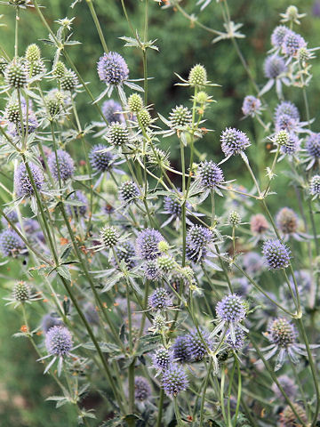 Eryngium planum