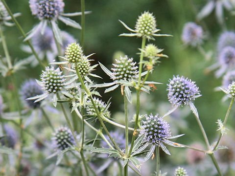 Eryngium planum