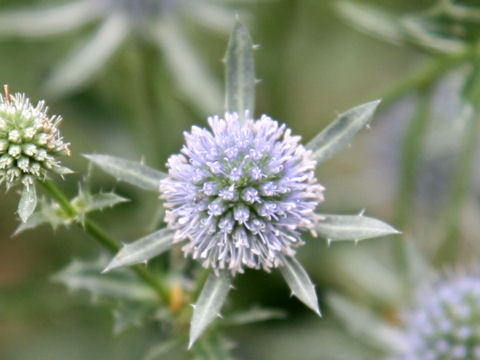 Eryngium planum