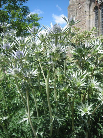 Eryngium planum