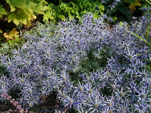 Eryngium planum