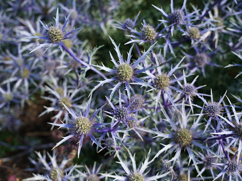 Eryngium planum