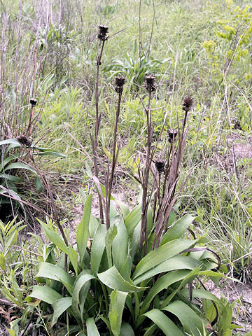 Eryngium yuccifolium