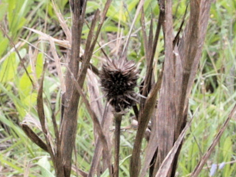 Eryngium yuccifolium