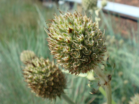 Eryngium yuccifolium