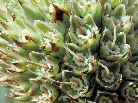 Eryngium yuccifolium