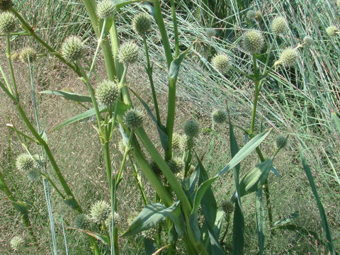 Eryngium yuccifolium