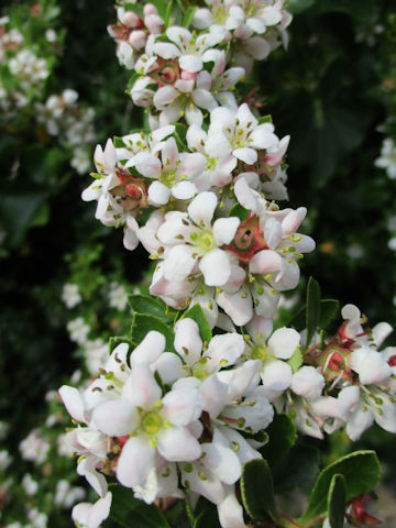 Escallonia x langleyensis cv. Apple Blossum