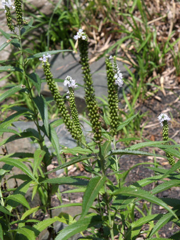 Pseudolysimachion kiusianum ssp. maritimum var. maritimum