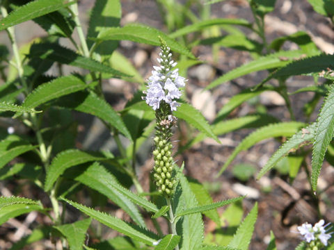 Pseudolysimachion kiusianum ssp. maritimum var. maritimum