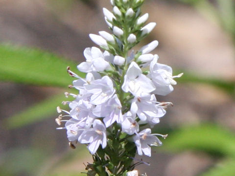 Pseudolysimachion kiusianum ssp. maritimum var. maritimum