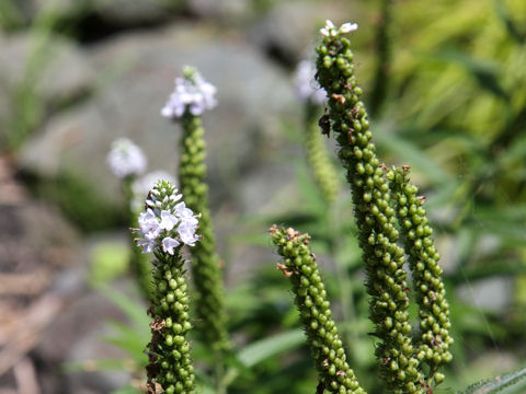 Pseudolysimachion kiusianum ssp. maritimum var. maritimum