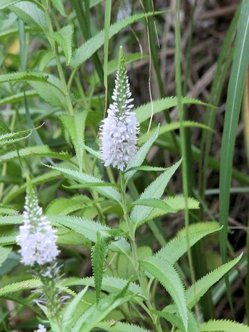 Pseudolysimachion kiusianum ssp. maritimum var. maritimum