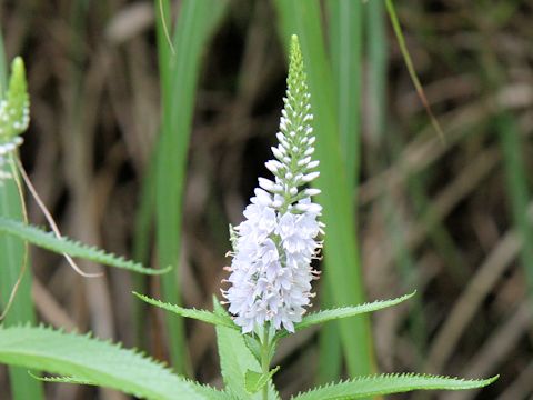 Pseudolysimachion kiusianum ssp. maritimum var. maritimum