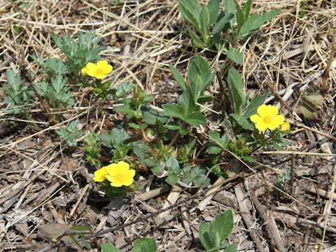 Potentilla togasii