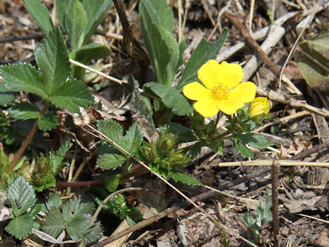 Potentilla togasii