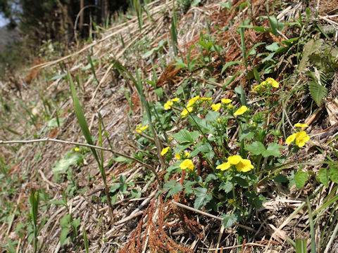 Potentilla togasii