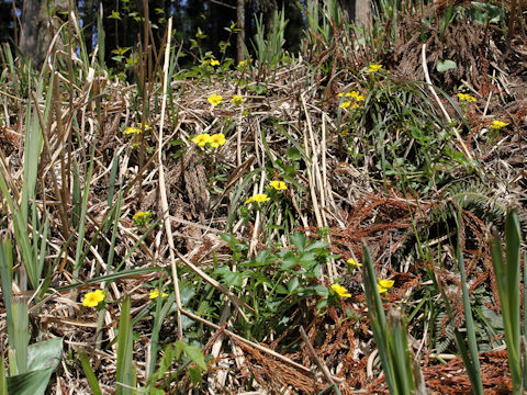 Potentilla togasii