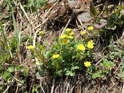 Potentilla togasii