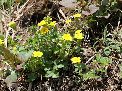 Potentilla togasii