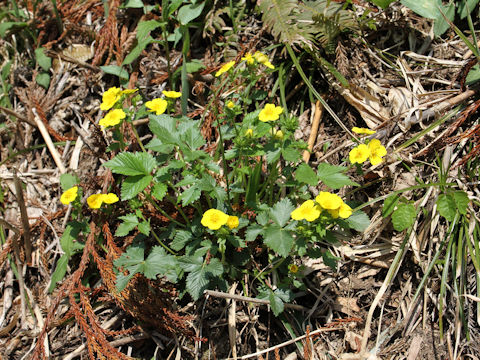 Potentilla togasii