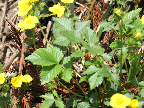 Potentilla togasii