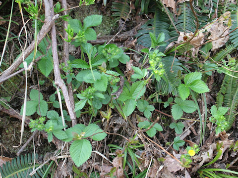 Potentilla togasii