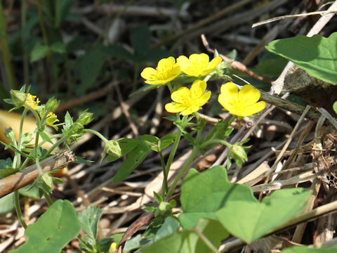 Potentilla togasii