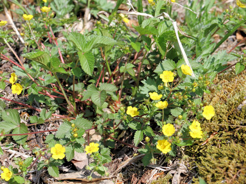 Potentilla togasii